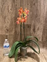 Double Spikes Phalaenopsis Chingruey's Goldstaff' ‘Peloric’ (4.5" pot) - Image 6