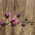 Double Spikes Rare Dark Red Phalaenopsis NOID (4.5" pot)