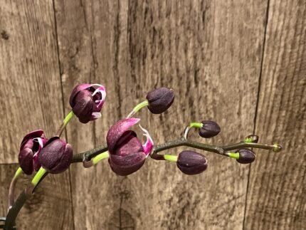 Double Spikes Rare Dark Red Phalaenopsis NOID (4.5" pot)