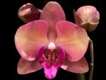 Double Spikes Phalaenopsis OX Little Beauty (4" Pot)
