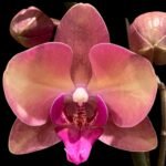 Double Spikes Phalaenopsis OX Little Beauty (4" Pot)