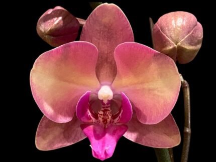 Double Spikes Phalaenopsis OX Little Beauty (4" Pot)