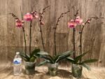 Double Spikes Phalaenopsis OX Little Beauty (4" Pot) - Image 4