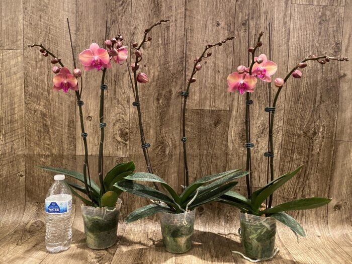 Double Spikes Phalaenopsis OX Little Beauty (4" Pot) - Image 4
