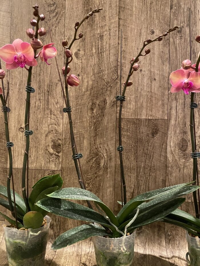Double Spikes Phalaenopsis OX Little Beauty (4" Pot) - Image 7