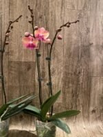 Double Spikes Phalaenopsis OX Little Beauty (4" Pot) - Image 8