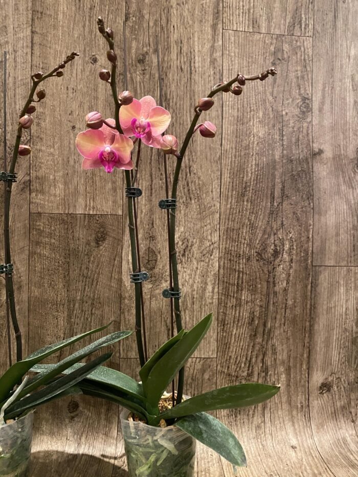 Double Spikes Phalaenopsis OX Little Beauty (4" Pot) - Image 8