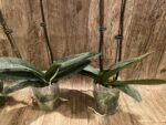 Double Spikes Phalaenopsis OX Little Beauty (4" Pot) - Image 10