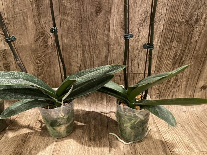 Double Spikes Phalaenopsis OX Little Beauty (4" Pot) - Image 10
