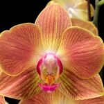 Double Spikes Phalaenopsis Chingruey's Goldstaff' (4.5" pot)