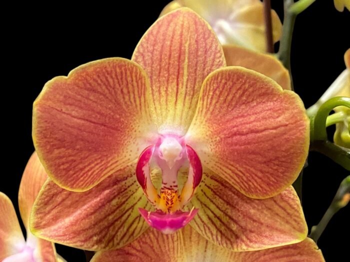 Double Spikes Phalaenopsis Chingruey's Goldstaff' (4.5" pot) - Image 1