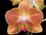 Double Spikes Phalaenopsis Chingruey's Goldstaff' (4.5" pot) - Image 2
