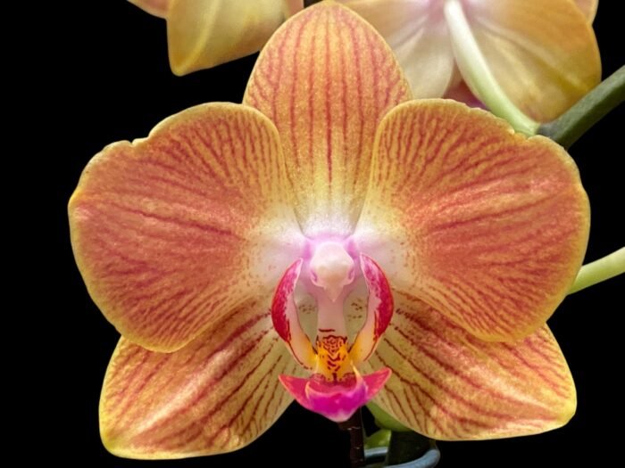 Double Spikes Phalaenopsis Chingruey's Goldstaff' (4.5" pot) - Image 2