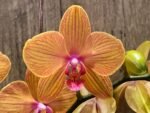 Double Spikes Phalaenopsis Lianher Lucky Cat Huge Plant (4.5" pot) - Image 3
