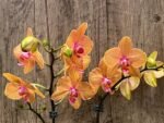 Double Spikes Phalaenopsis Lianher Lucky Cat Huge Plant (4.5" pot) - Image 5