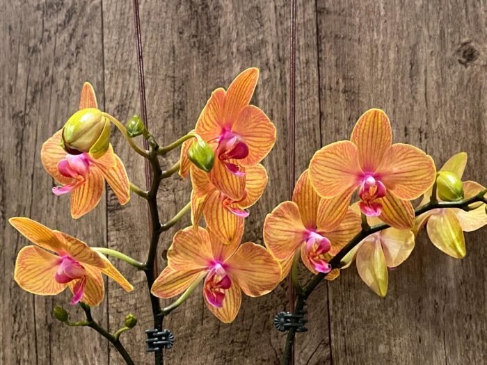 Double Spikes Phalaenopsis Lianher Lucky Cat Huge Plant (4.5" pot) - Image 5
