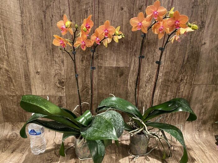 Double Spikes Phalaenopsis Lianher Lucky Cat Huge Plant (4.5" pot) - Image 7