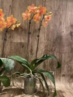 Double Spikes Phalaenopsis Lianher Lucky Cat Huge Plant (4.5" pot) - Image 9