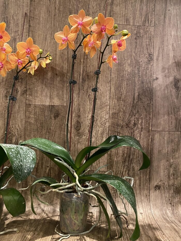 Double Spikes Phalaenopsis Lianher Lucky Cat Huge Plant (4.5" pot) - Image 9