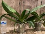 Double Spikes Phalaenopsis Lianher Lucky Cat Huge Plant (4.5" pot) - Image 10