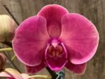 Double Spikes Phalaenopsis Ben Yu Coral Lady (4.5" pot) - Image 2
