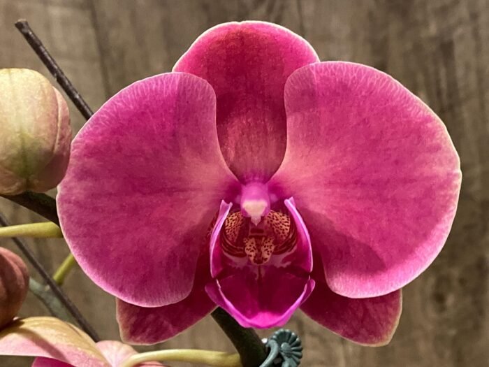 Double Spikes Phalaenopsis Ben Yu Coral Lady (4.5" pot) - Image 2