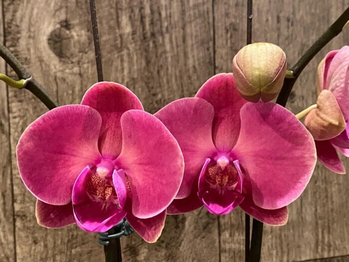 Double Spikes Phalaenopsis Ben Yu Coral Lady (4.5" pot) - Image 4