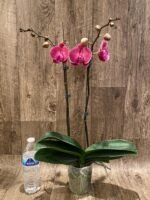 Double Spikes Phalaenopsis Ben Yu Coral Lady (4.5" pot) - Image 6