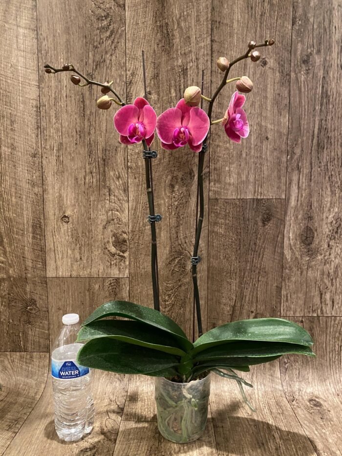 Double Spikes Phalaenopsis Ben Yu Coral Lady (4.5" pot) - Image 6
