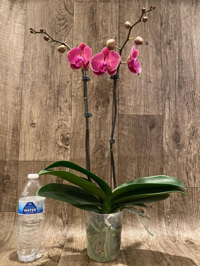 Double Spikes Phalaenopsis Ben Yu Coral Lady (4.5" pot) - Image 8