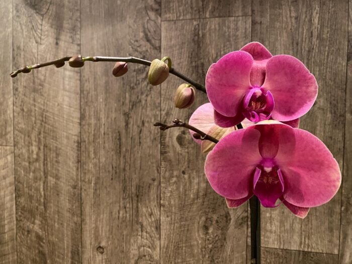 In Spikes Phalaenopsis Ben Yu Coral Lady (4.5" pot) - Image 3