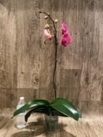 In Spikes Phalaenopsis Ben Yu Coral Lady (4.5" pot) - Image 6
