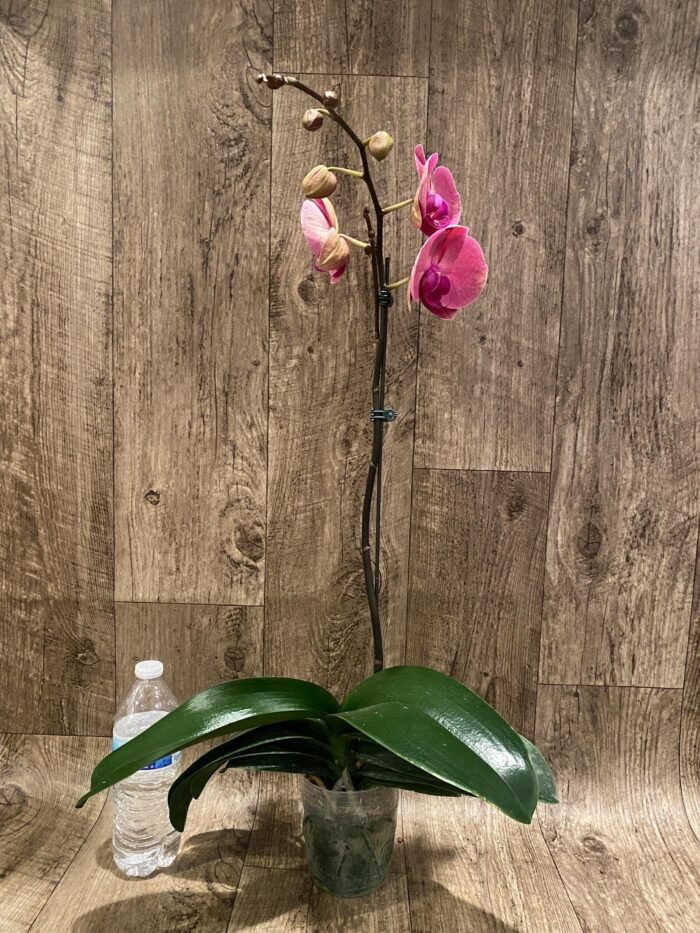 In Spikes Phalaenopsis Ben Yu Coral Lady (4.5" pot) - Image 6