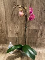 In Spikes Phalaenopsis Ben Yu Coral Lady (4.5" pot) - Image 7