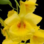 Dendrobium Golden Aya (Den.aphrodite x Den.capillipes) (3.5” pot)