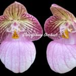 In Spike/ Bloom Paphiopedilum micranthum (3.5” pot)