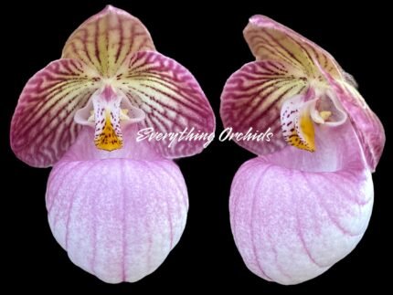 In Spike/ Bloom Paphiopedilum micranthum (3.5” pot)
