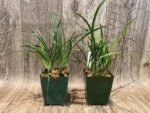 Cymbidium Miss Saigon 'Sedona’ 4 Plugs Per Pot - Image 4