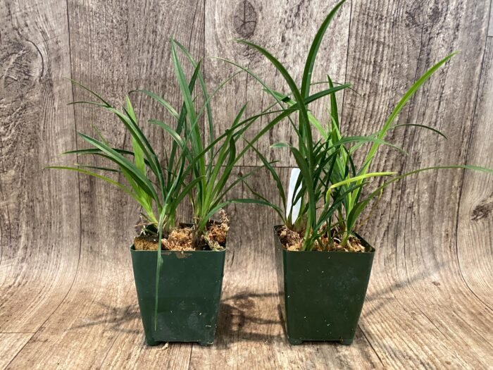 Cymbidium Miss Saigon 'Sedona’ 4 Plugs Per Pot - Image 4
