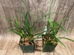 Cymbidium Miss Saigon 'Sedona’ 4 Plugs Per Pot - Image 5