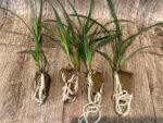 Cymbidium Miss Saigon 'Sedona’ 4 Plugs Per Pot - Image 3