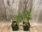 Cymbidium Miss Saigon 'Yamato’ 3 Plugs Per Pot - Image 5