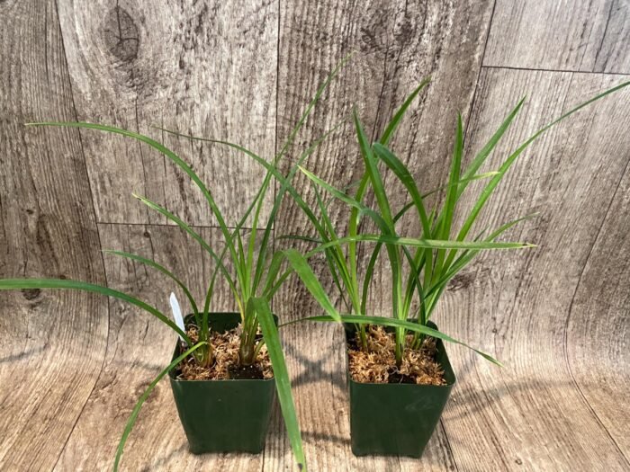 Cymbidium Miss Saigon 'Yamato’ 3 Plugs Per Pot - Image 5