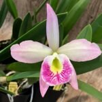 Cattleya B. nodosa '5113' 4N x SIc. Circle of Life ‘Hot Pants' AM/AOS Blooming Size (2” Pot)