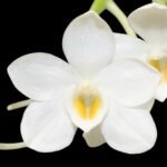 Amesiella philippinensis x sib (Blooming Size, 2” pot)