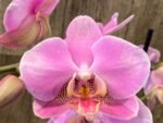 Double Spikes Phalaenopsis New Hybrid Novelty NOID (3.5" pot) - Image 4