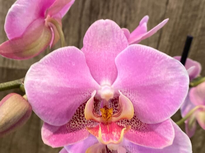 Double Spikes Phalaenopsis New Hybrid Novelty NOID (3.5" pot) - Image 4