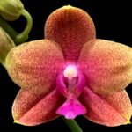 Double Spikes Phalaenopsis Brother Sara Gold (3.5" pot)