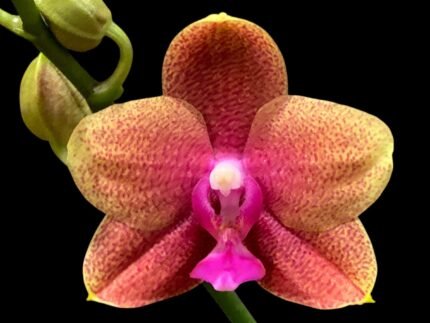 Double Spikes Phalaenopsis Brother Sara Gold (3.5" pot)