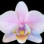 Phalaenopsis Pinlong Cheris